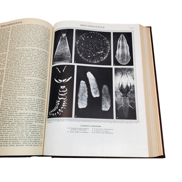 1959 Edition Encyclopedia Britannica Vtg HC Volume 3 BALTIM to BRAIL Educational - Picture 12 of 13